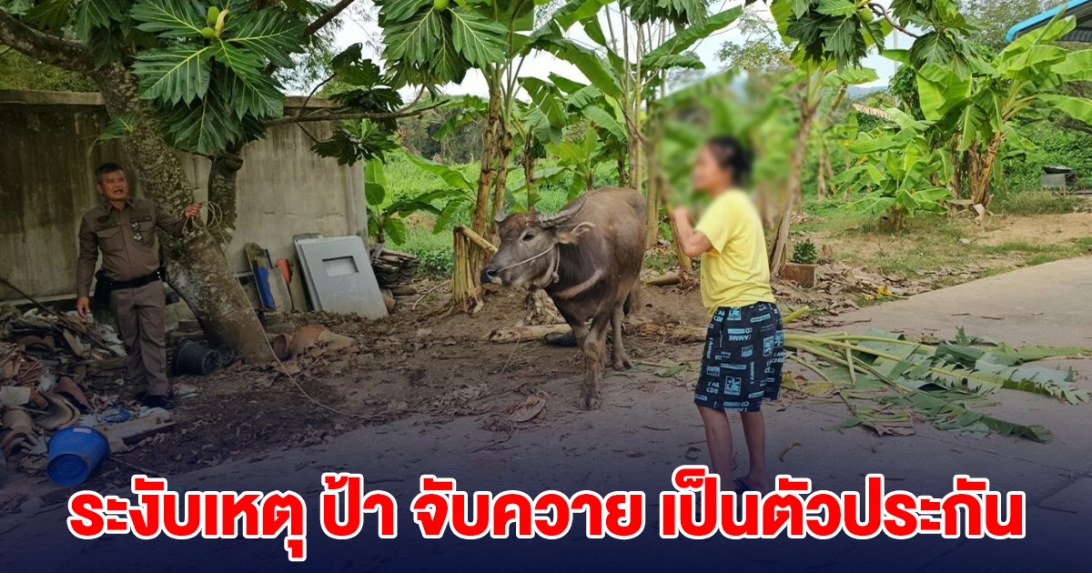 ตำรวจระงับเหตุ ป้า จับควาย เป็นตัวประกัน ปาดน้ำตาเล่าเหตุผลที่แท้จริง
