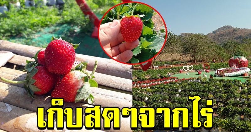 ชี้เป้าที่เที่ยว เขาใหญ่สตอเบอร์รี่