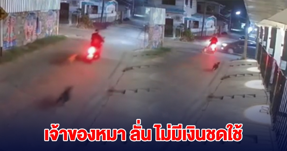 เจ้าของหมา ลั่น ไม่มีเงินชดใช้ หมาวิ่งไล่จยย.คนขับโดนรถเก๋งชน