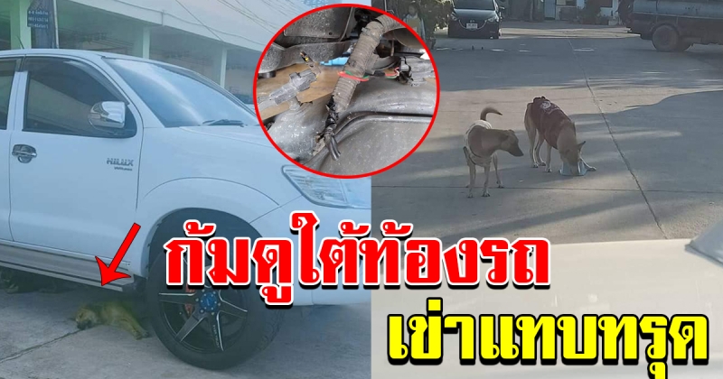 สาวเห็นสุนัขนอนอยู่ใต้รถ