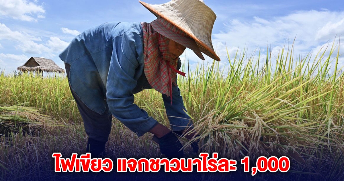 ไฟเขียว แจกชาวนาไร่ละ 1,000 เฉพาะหนึ่งกลุ่ม