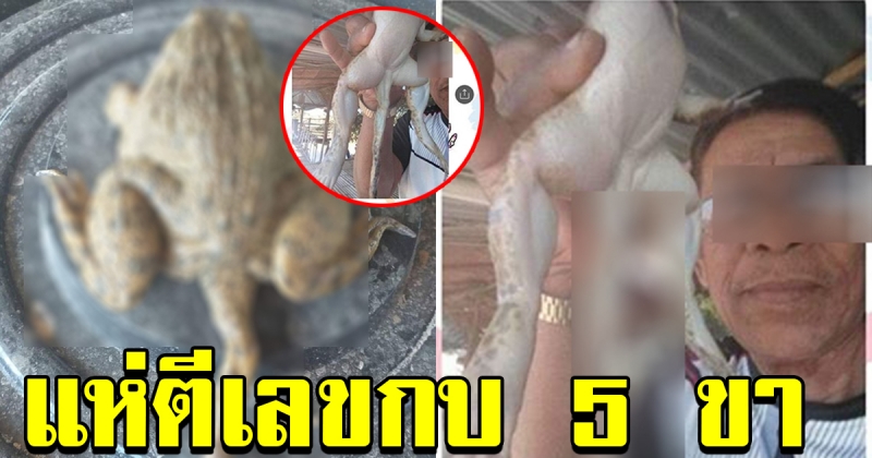 ชาวบ้าน พบกบมี 5 ขา