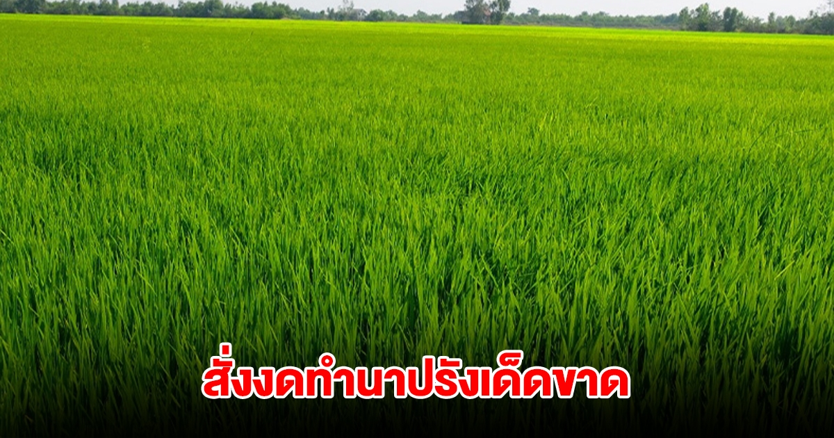 ผู้ว่าฯ โคราช สั่งงดทำนาปรังเด็ดขาด วอนไม่แย่งกันสูบน้ำ