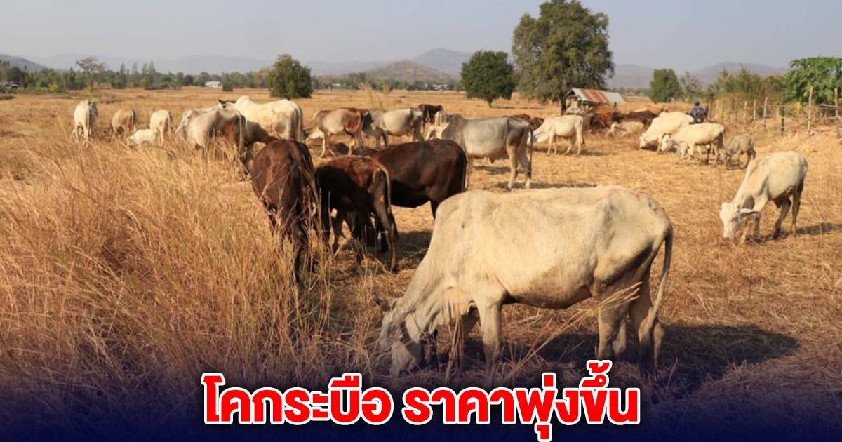 นายฮ้อยเฮ! โคกระบือ ราคาพุ่งขึ้น