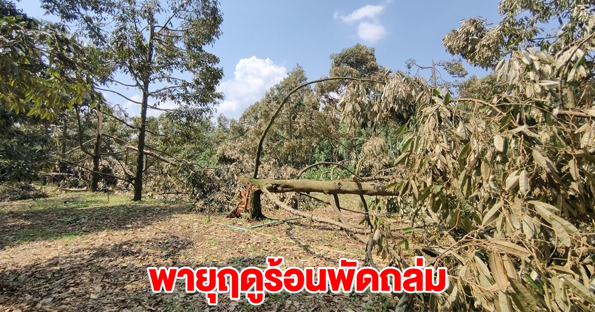 พายุฤดูร้อนพัดถล่ม เจ้าของสวนครบุรี ถึงกับเข่าอ่อน