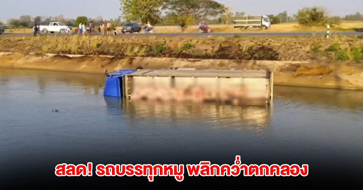 สลด! รถบรรทุกหมู พลิกคว่ำตกคลอง หมูจมน้ำเสียชีวิตเกือบ 100 ตัว