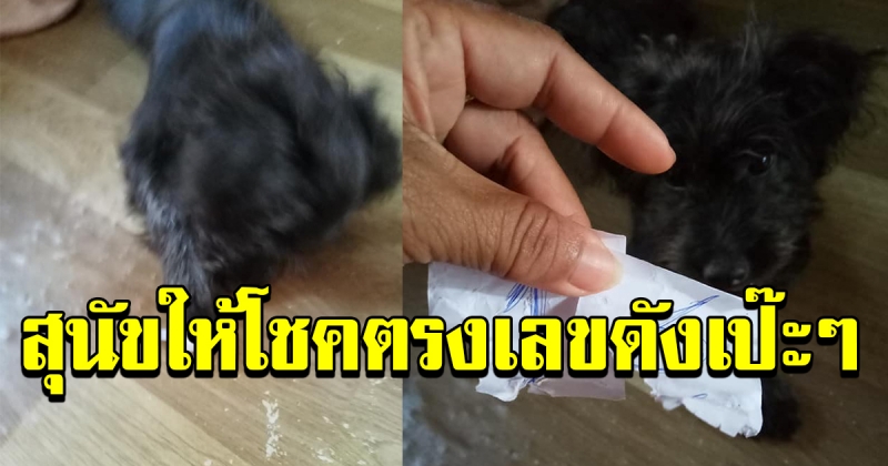 สุนัขคาบเลขให้