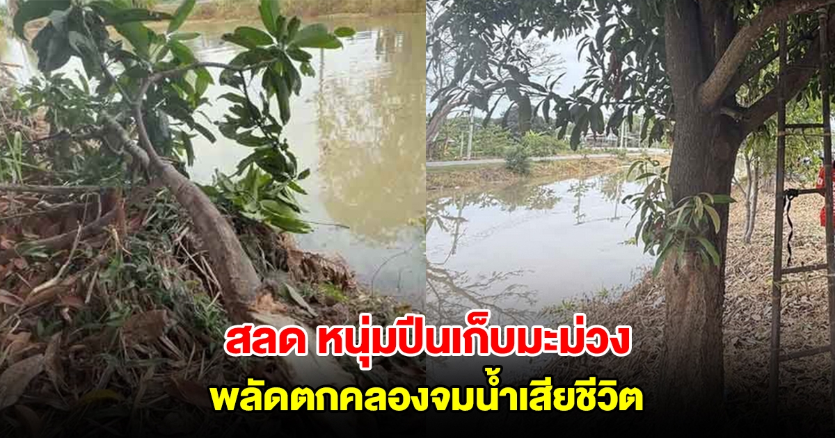 สลด หนุ่มปีนเก็บมะม่วง เกิดพลาดท่ากิ่งมะม่วงหัก พลัดตกคลองจมน้ำเสียชีวิต