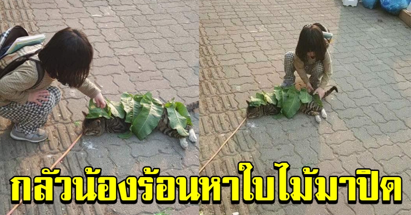 หนูน้อย กลัวน้องแมวร้อนเลยเอาใบไม้มาปิดให้