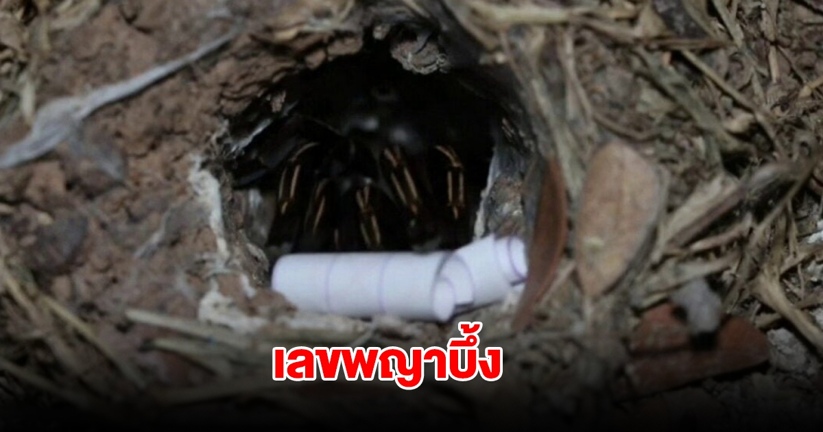 เลขพญาบึ้ง งวดวันที่ 16 มี.ค. 68