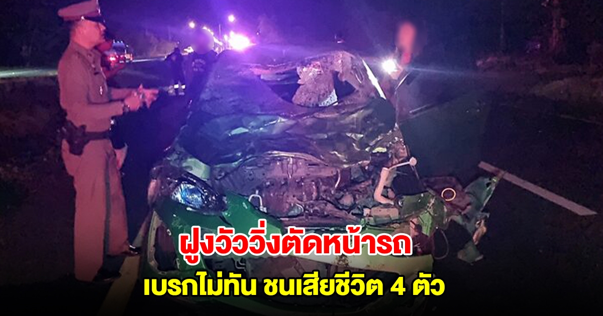 สาวขับเก๋ง เจอฝูงวัววิ่งตัดหน้า พุ่งชนเสียชีวิต 4 ตัว รถพังยับ