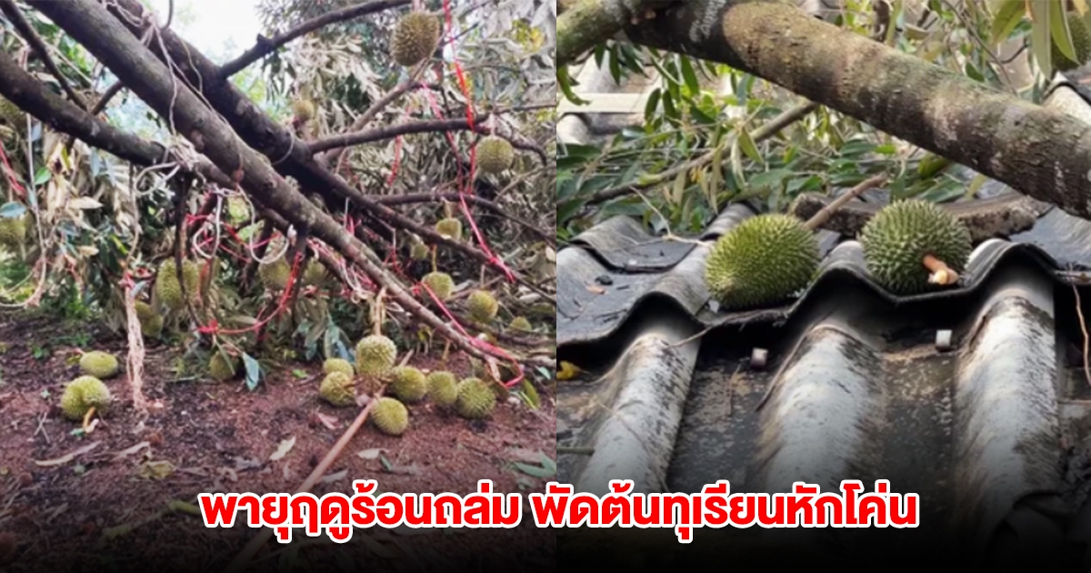 พายุฤดูร้อนถล่ม พัดต้นทุเรียนหักโค่น