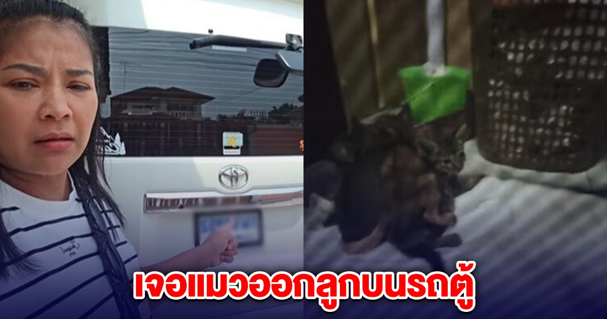 ตั๊ก ศิริพร ตกใจ เจองูเข้าบ้าน แมวออกลูกในรถตู้