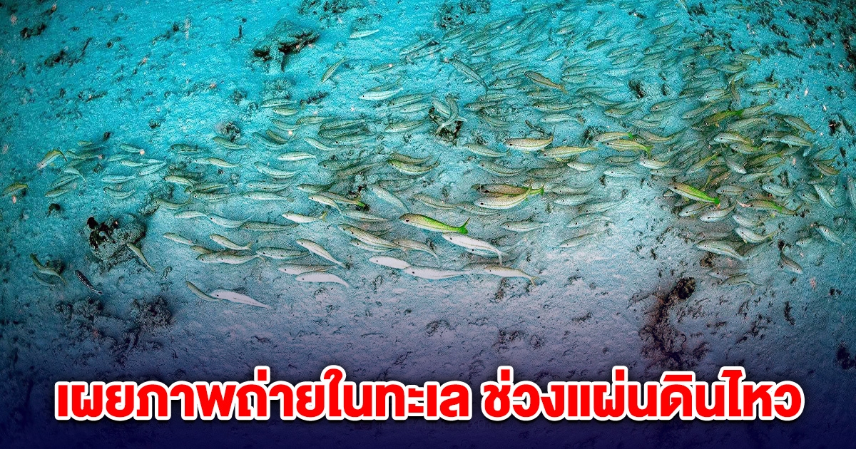 อ.ธรณ์ เผยภาพถ่ายในทะเลช่วง แผ่นดินไหว ปลานอนนิ่งกับพื้น