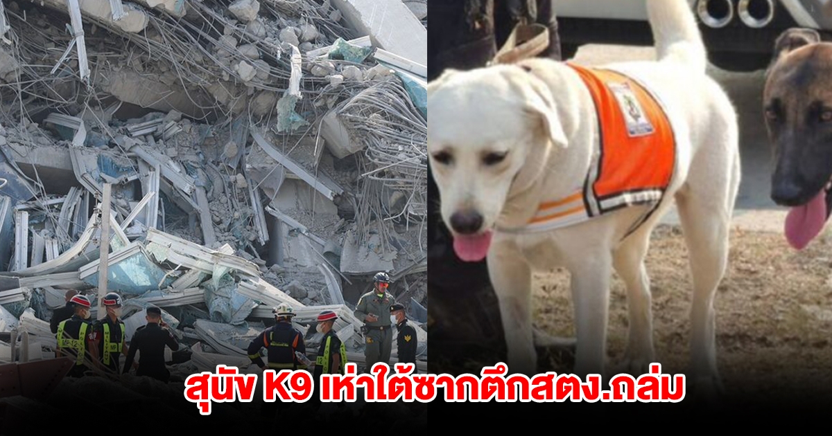 สุนัข K9 เห่าใต้ซากตึกสตง.ถล่ม คาดได้กลิ่นมนุษย์ ยังไม่สามารถระบุสถานะ-จำนวน ผู้ติดค้างได้