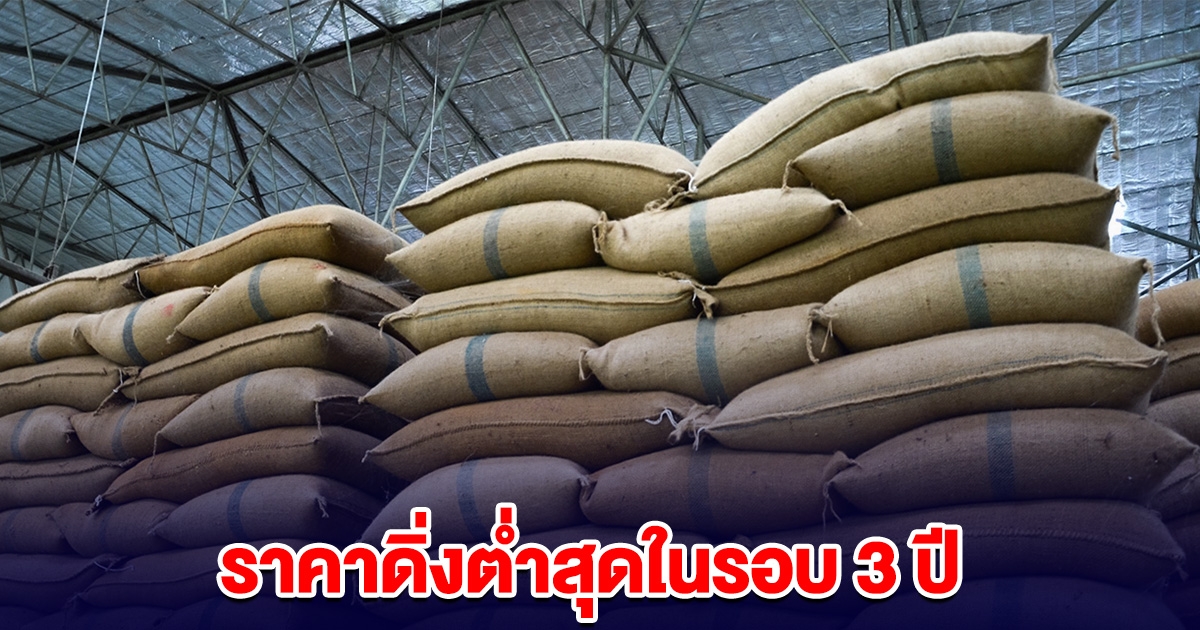 ราคาดิ่งต่ำสุดในรอบ 3 ปี ข้าวไทยเจอผลกระทบ กำแพงภาษี