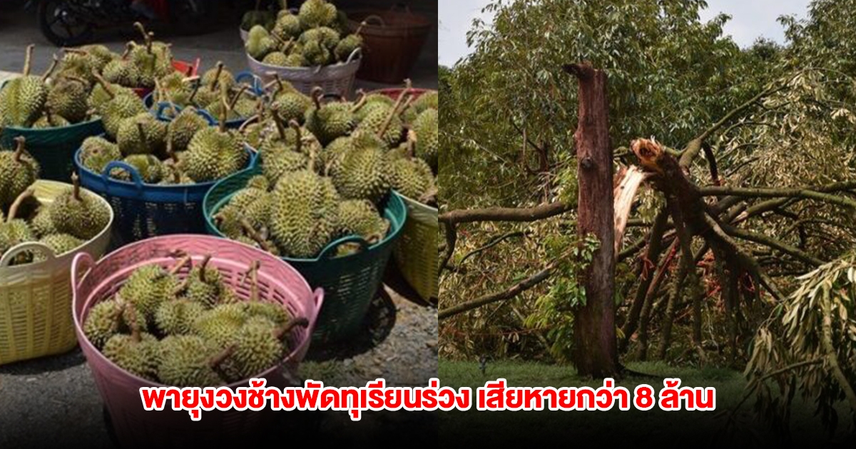 ชาวสวนทุเรียนน้ำตาตก พายุงวงช้างพัดทุเรียนร่วง เสียหายกว่า 8 ล้าน
