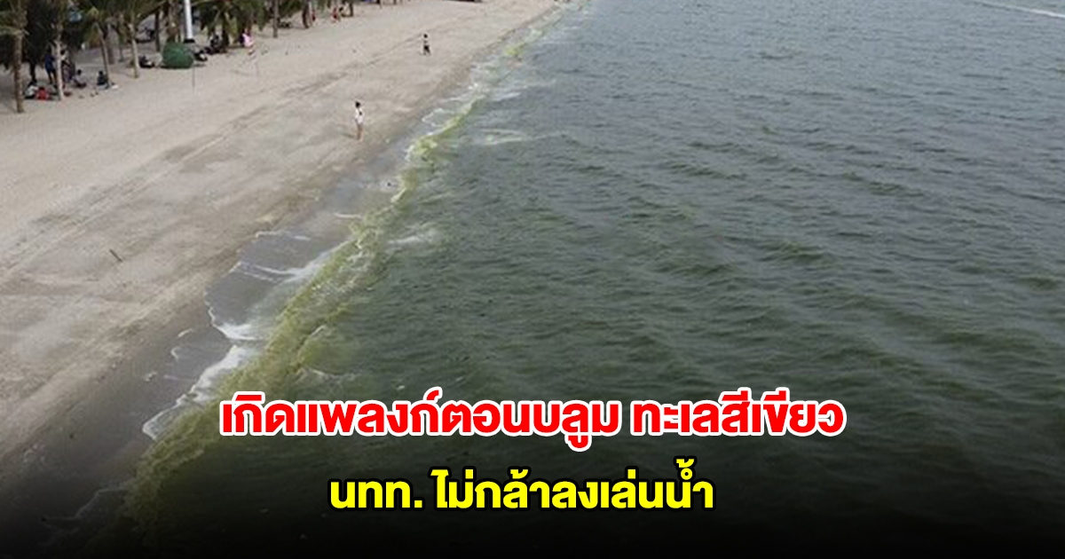 บางแสน เกิดแพลงก์ตอนบลูม ทะเลสีเขียว นักท่องเที่ยวไม่กล้าลงเล่นน้ำ