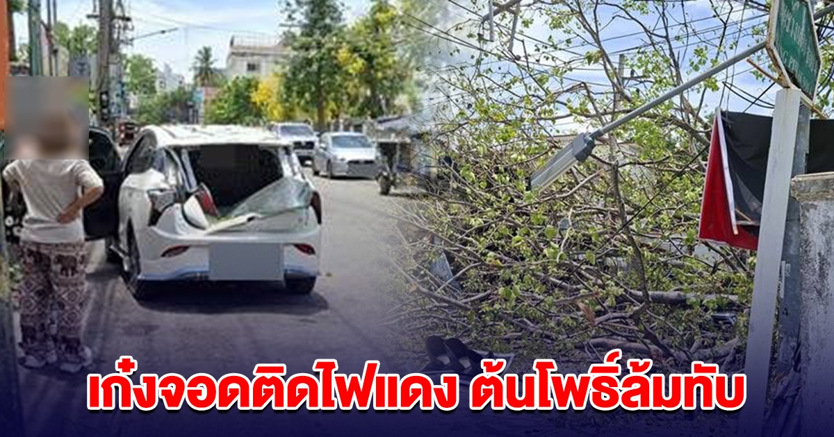 เก๋งจอดติดไฟแดง จู่ๆ ต้นโพธิ์ใหญ่ในสุสานล้มทับ รถพังยับ