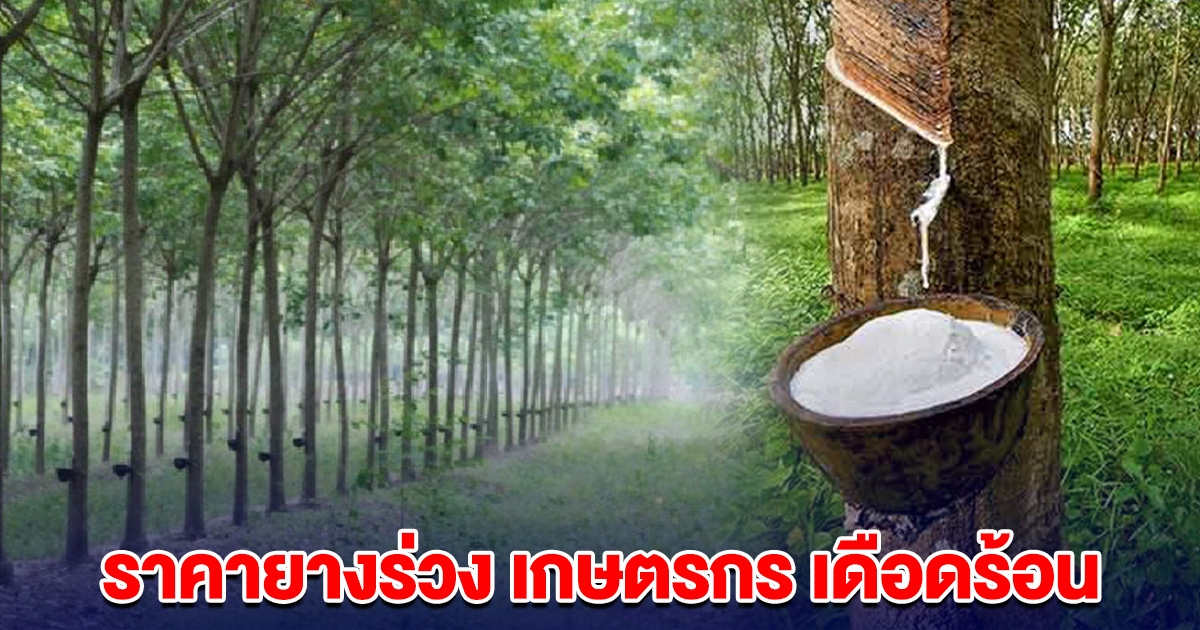 ราคายางร่วง เกษตรกร 5 ล้านครัวเรือน เดือดร้อน ยื่นหนังสือ รมว.เกษตรฯ-พาณิชย์ วอนช่วย