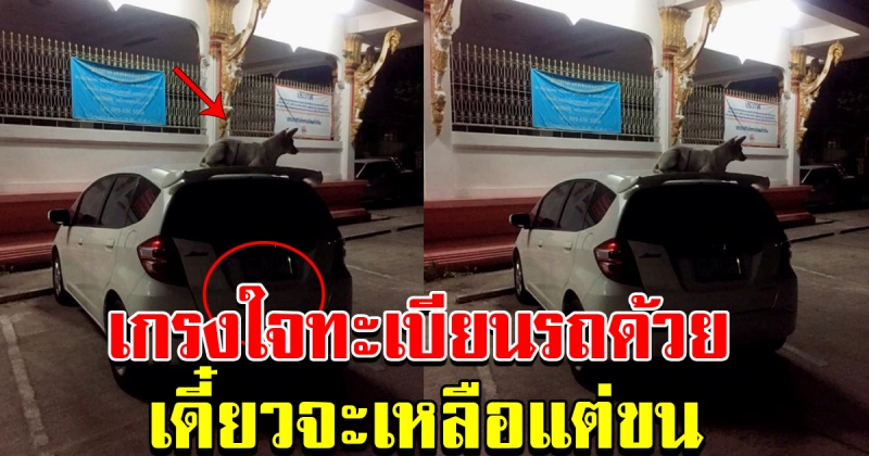 สาวโพสต์ ออกมาจากห้องประชุม เห็นสุนัขนอนบนหลังคารถ