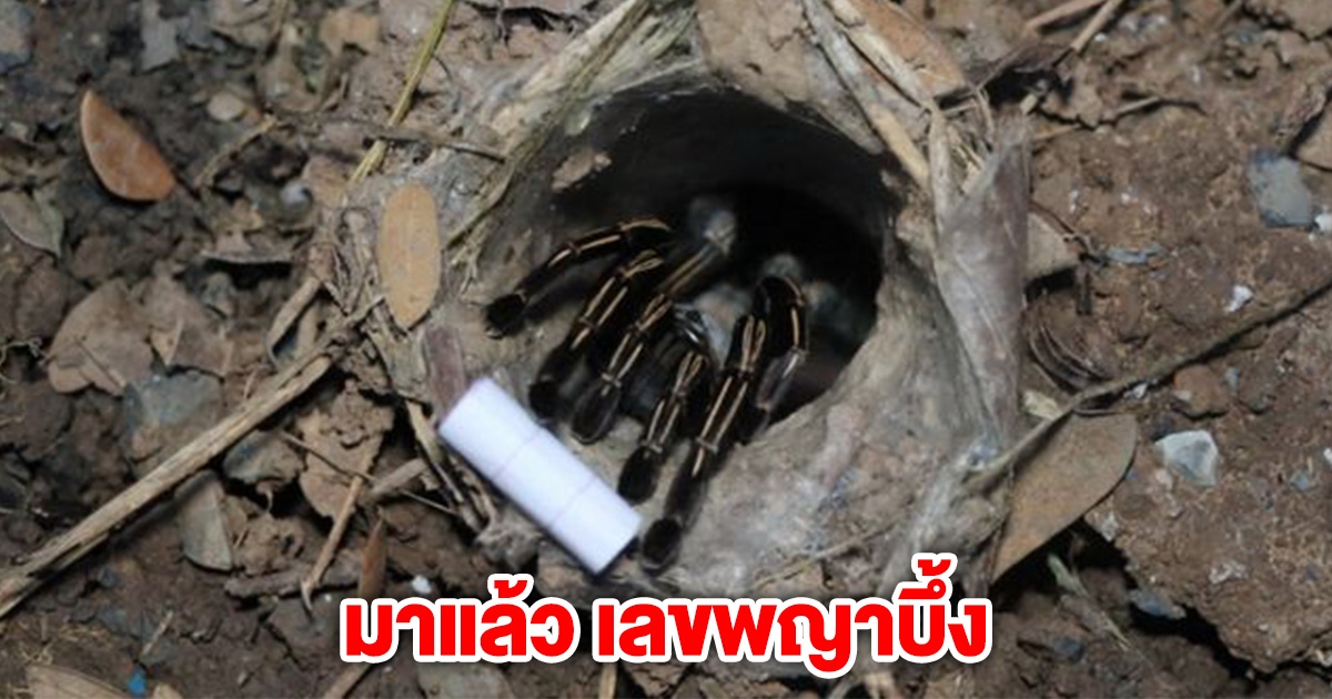 เลขพญาบึ้ง งวดวันที่ 2 พ.ค. 68
