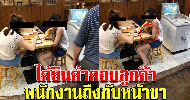 สาวไปทานอาหาร พาสุนัขเข้าไปด้วย