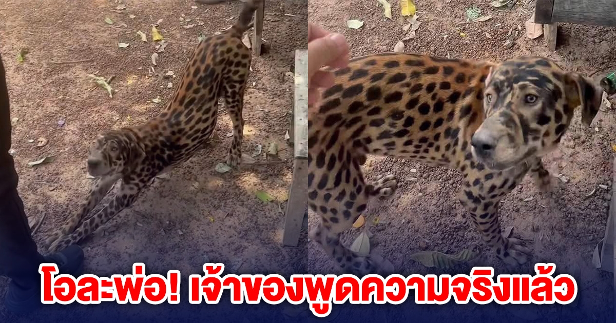 โอละพ่อ! เจ้าของพูดความจริงแล้ว เรื่องหมาลายเสือดาว