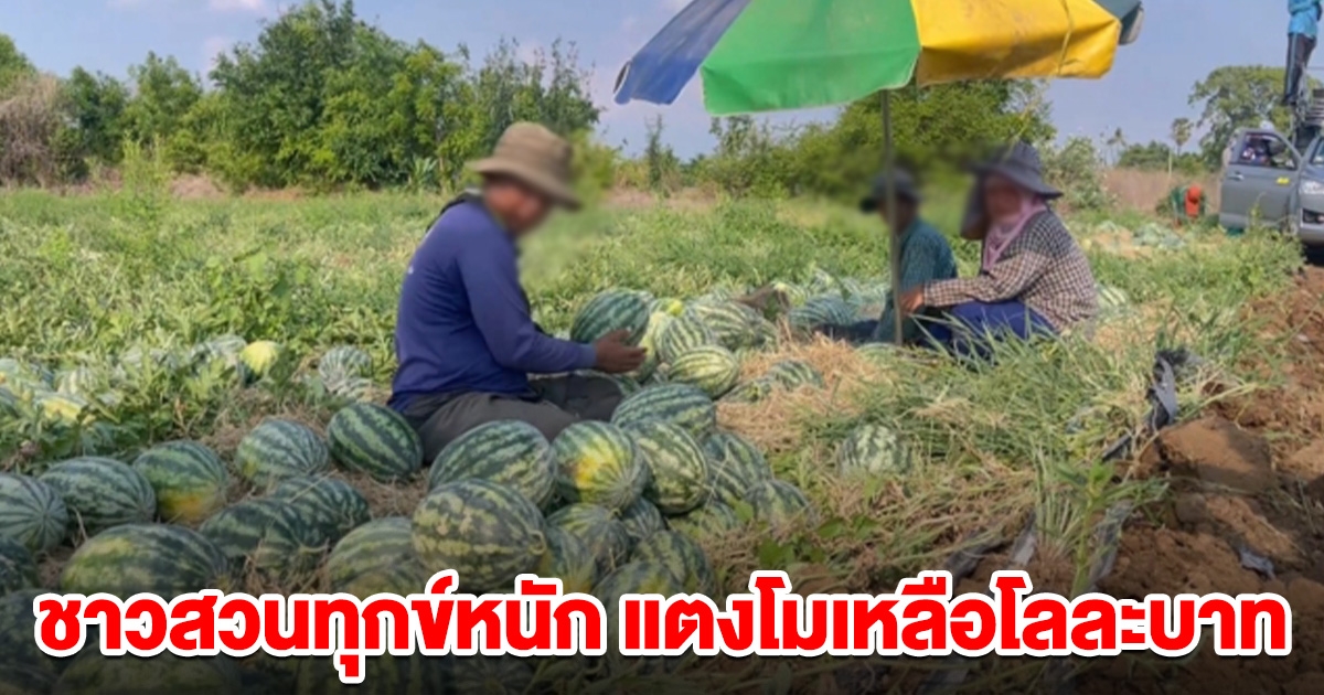 ชาวสวนทุกข์หนัก แตงโมเหลือโลละบาท ขายไม่ออกกว่า 100 ตัน