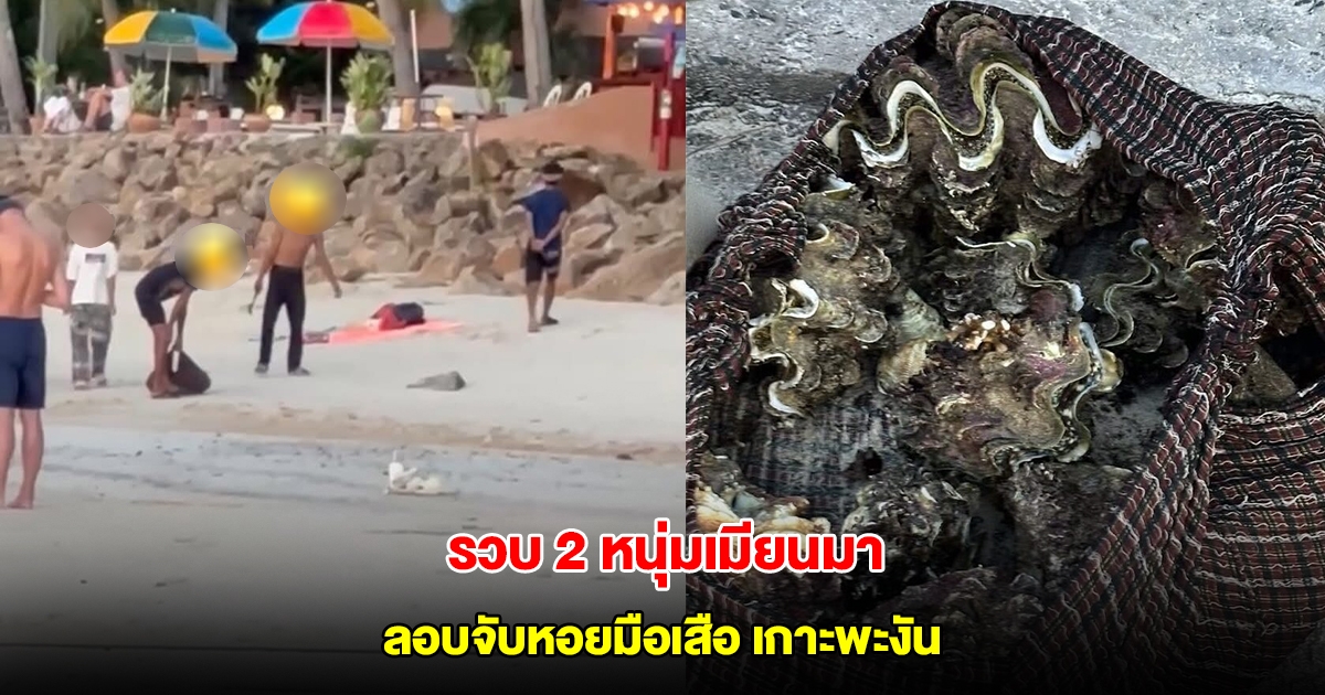 รวบ 2 หนุ่มเมียนมา ลอบจับหอยมือเสือ เกาะพะงัน ยึดของกลางเพียบ