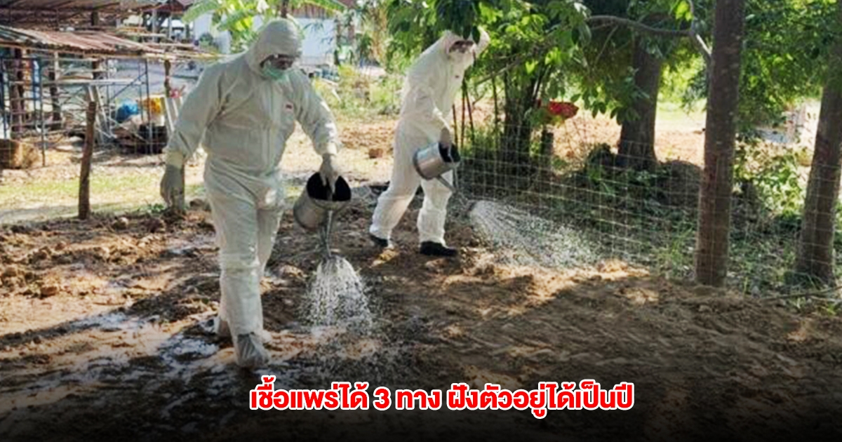 รัฐบาล เผยโรคแอนแทรกซ์ ไม่ติดต่อจากคนสู่คน เชื้อแพร่ได้ 3 ทาง ฝังตัวอยู่ได้เป็นเดือนหรือปี