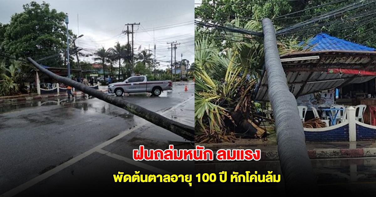 ฝนถล่มหนัก ลมแรง พัดต้นตาลอายุ 100 ปี หักโค่นล้มพาดสายไฟ ร้านค้าพังเสียหาย