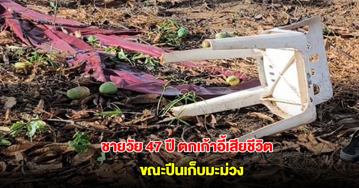 สลด! ชายวัย 47 ปี ตกเก้าอี้เสียชีวิต ขณะปีนเก็บมะม่วง