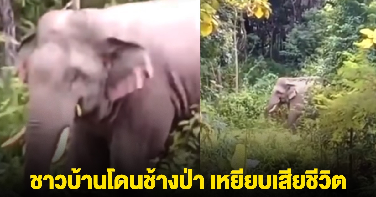 ด่วน! ชาวบ้านโดนช้างป่า เหยียบเสียชีวิต หลังไปเก็บเห็ดในป่า