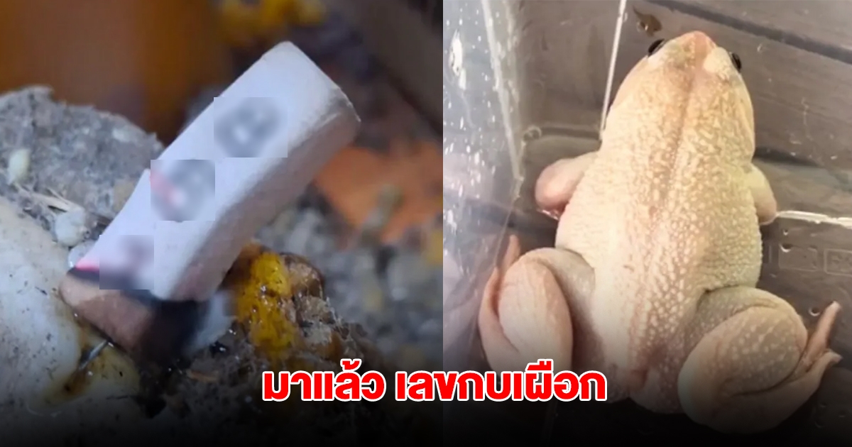 มาแล้ว เลขกบเผือก งวดที่แล้วให้โชค