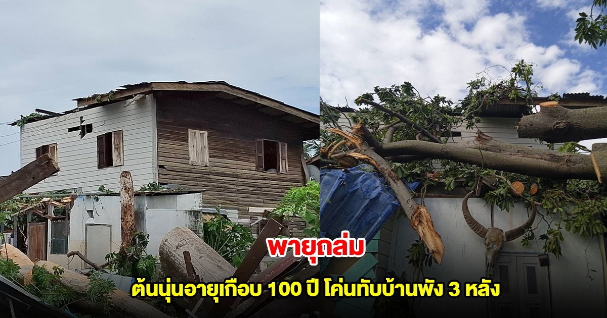 พายุถล่ม ต้นนุ่นอายุเกือบ 100 ปี โค่นทับบ้านพัง 3 หลัง