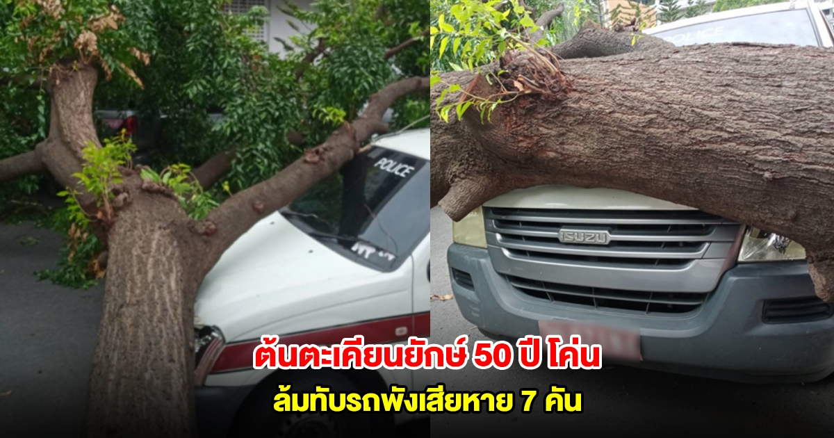 ตะเคียนยักษ์กว่า 50 ปี ในสำนักงานตำรวจแห่งชาติ โค่นล้มทับรถพัง 7 คัน