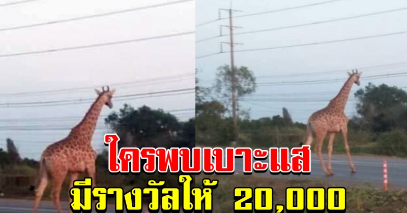 วอนผู้พบเห็นเบาะแสยีราฟ มีเงินรางวัล 20000 บาท