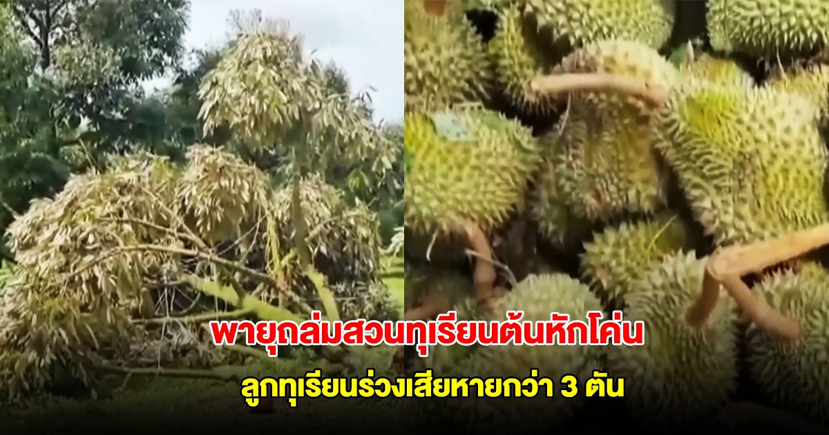 พายุพัดถล่มสวนทุเรียน ต้นหักโค่น ลูกทุเรียนใกล้จะเก็บขายร่วงเสียหายกว่า 3 ตัน