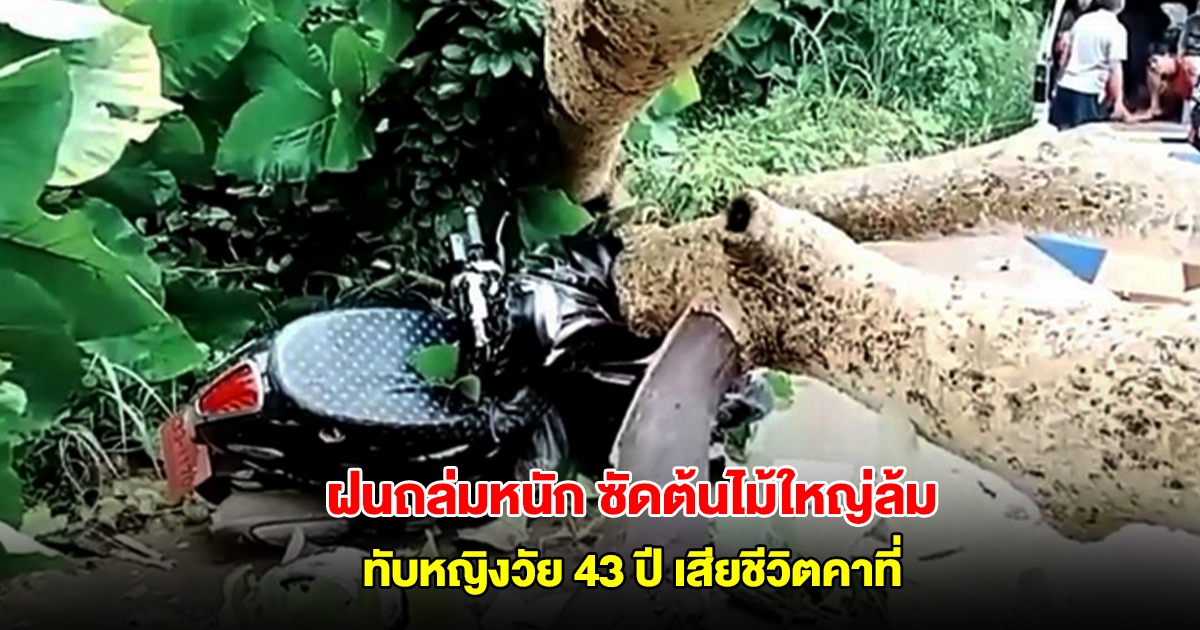 ฝนถล่มกาญจนบุรี ซัดต้นไม้ใหญ่ล้มทับหญิงวัย 43 ปี เสียชีวิตคาที่