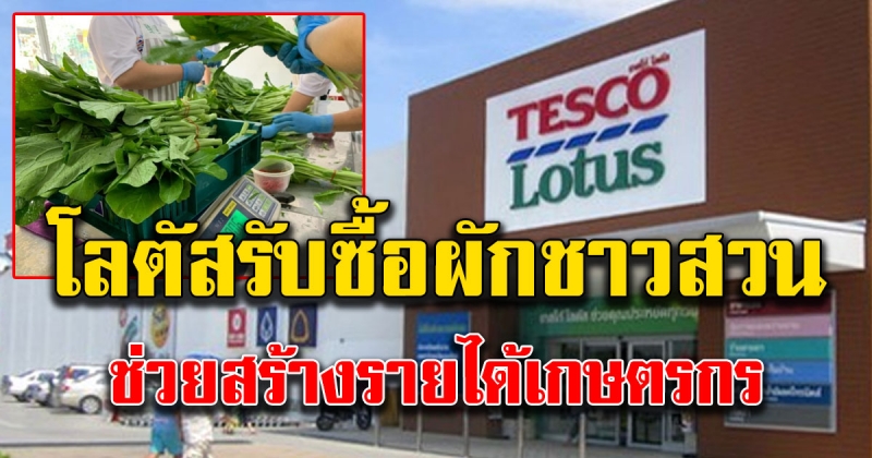 โลตัสรับซื้อผักทั่วประเทศ 270 ตันต่อเดือน