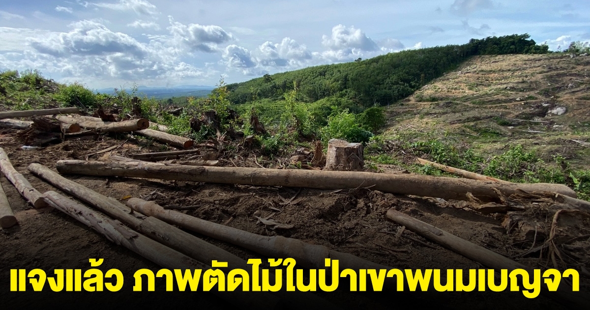 ป่าไม้กระบี่ แจงแล้ว ภาพตัดไม้ในป่าเขาพนมเบญจา