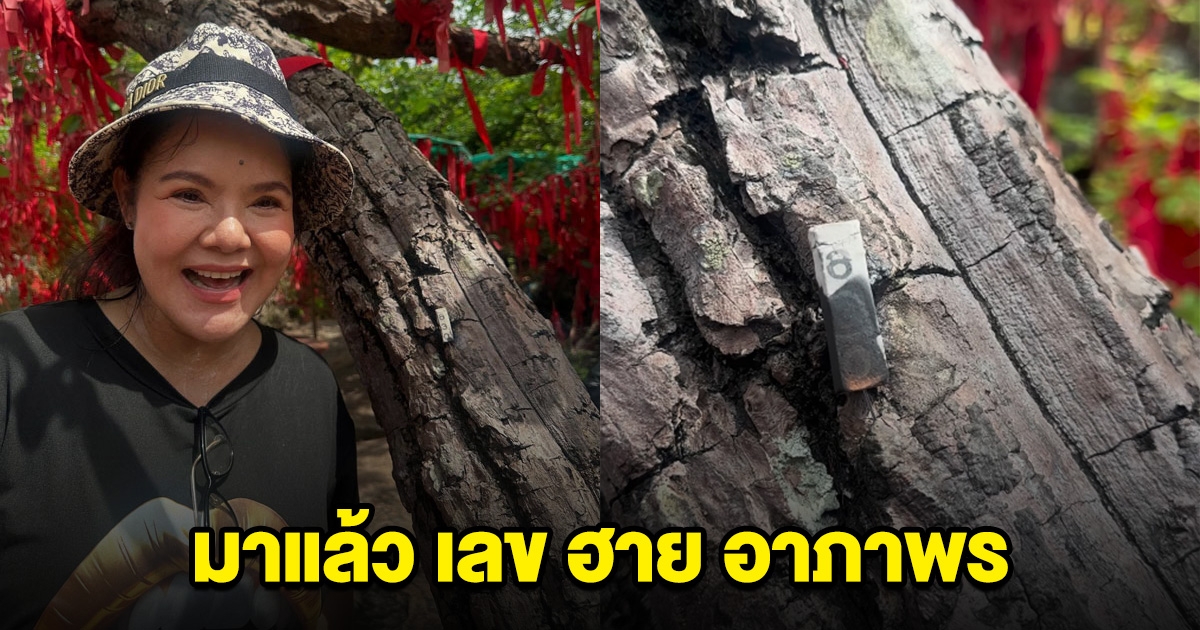 เลขธูปฮาย อาภาพร ปรากฏชัดจากต้นไม้ศักดิ์สิทธิ์