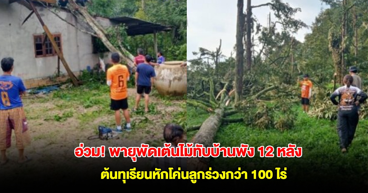 อ่วม! พายุพัดเสาไฟล้ม ต้นไม้ทับบ้านพัง 12 หลัง ต้นทุเรียนหักโค่นลูกร่วงกว่า 100 ไร่