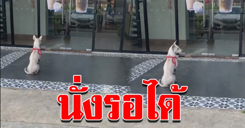 สุนัขนั่งรอหน้าร้านกาแฟ