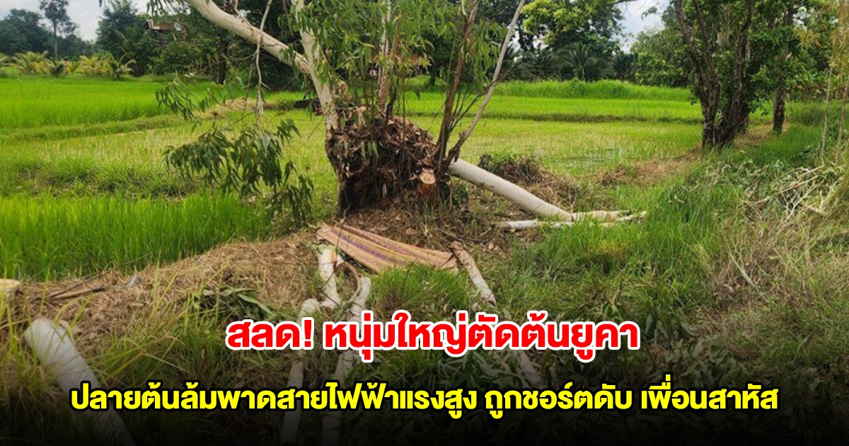 สลด! หนุ่มใหญ่ตัดต้นยูคา ปลายต้นล้มพาดสายไฟฟ้าแรงสูงถูกชอร์ตดับ เพื่อนเข้าช่วยสาหัสอีกราย