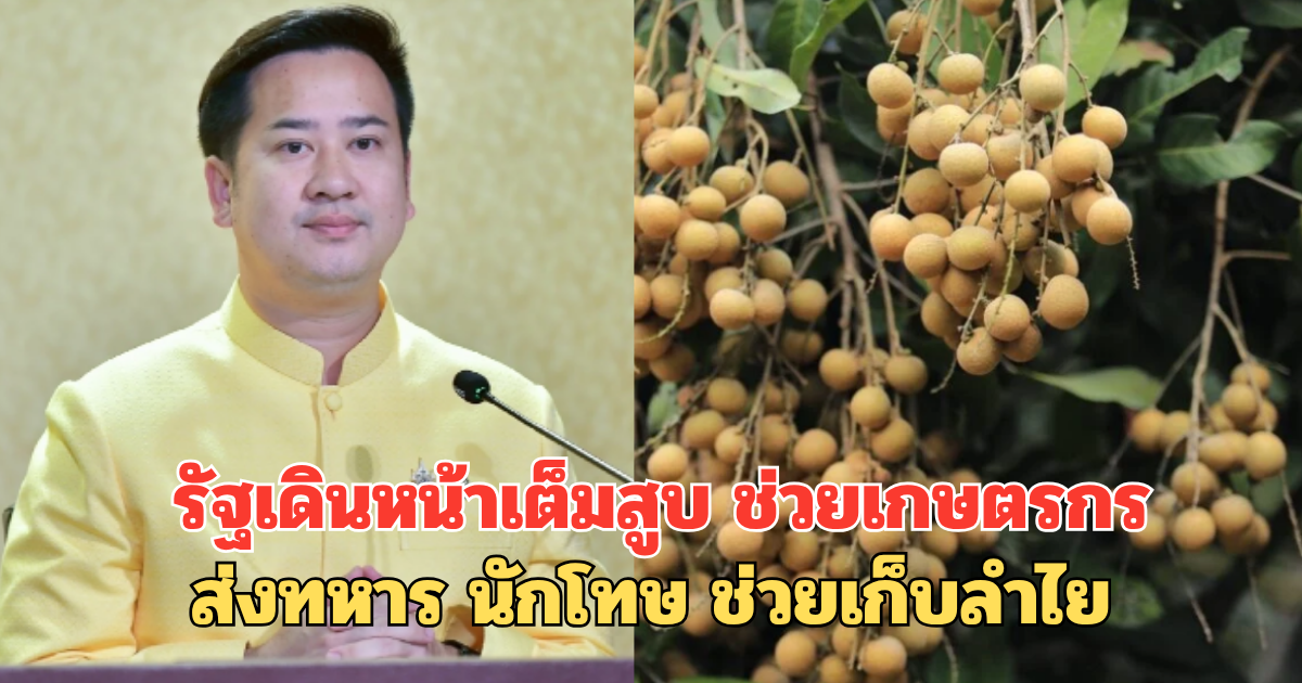 รัฐเดินหน้าเต็มสูบ ช่วยเกษตรกร ส่งทหาร นักโทษ ช่วยเก็บลำไย