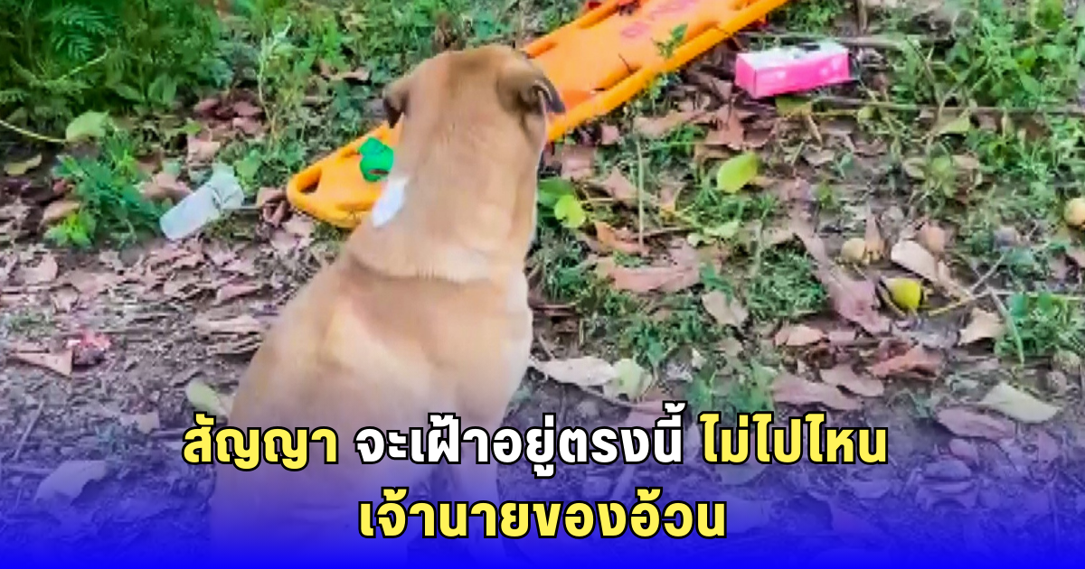สลดใจ เจ้าอ้วน สุนัขคู่ใจเฝ้าร่างคุณยายใต้ต้นมังคุดทั้งคืน ไม่ยอมไปไหน