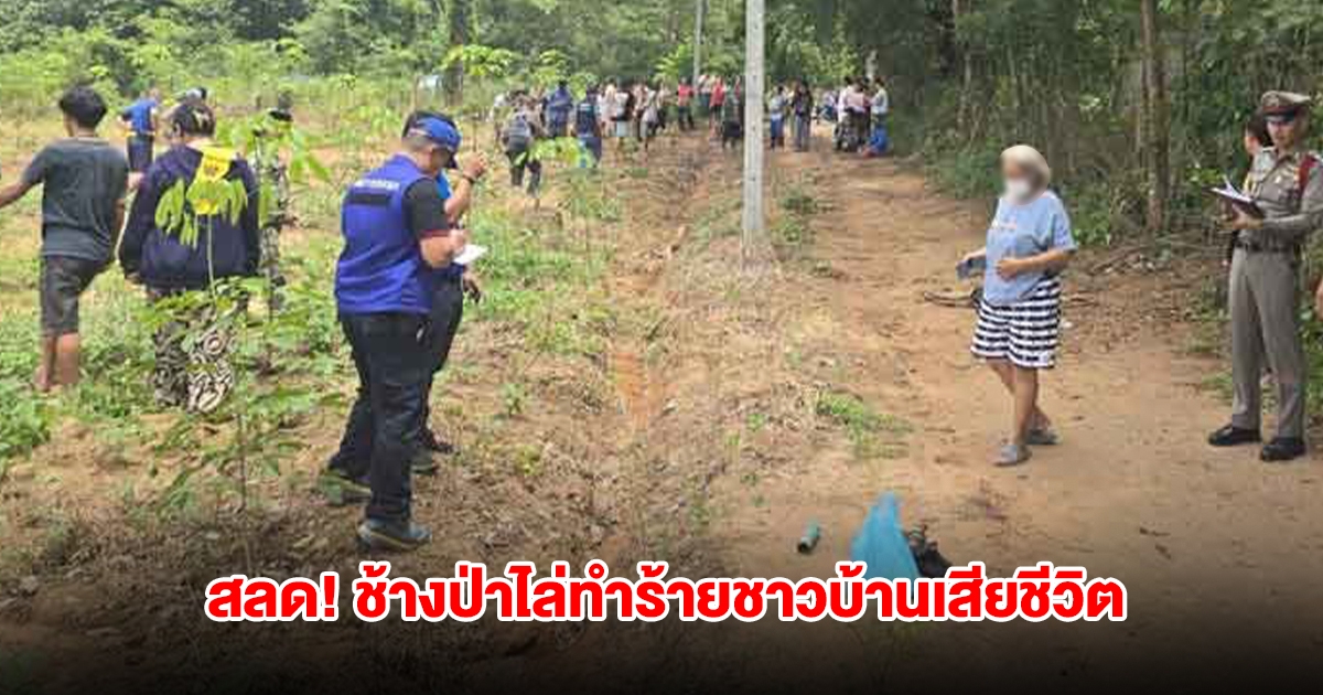 สลด! ช้างป่าภูหลวง ไล่ทำร้าย หนุ่มวัย34 รับจ้างกรีดยางเสียชีวิต