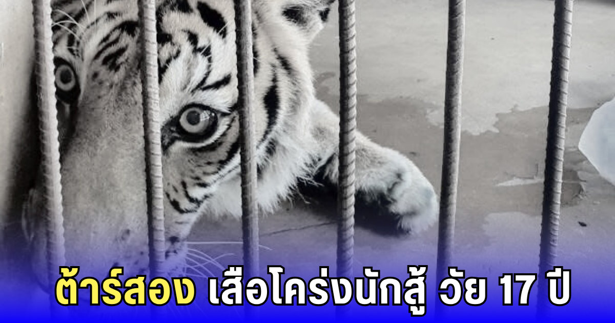 สุดเศร้า! ต้าร์สอง เสือโคร่งขวัญใจคนทั้งศูนย์ จากไปอย่างสงบ